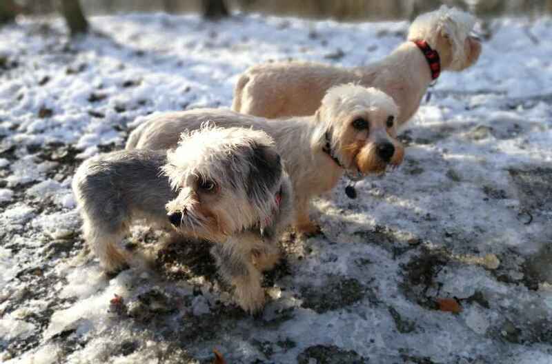 Денди-динмонт-терьер на фотографии