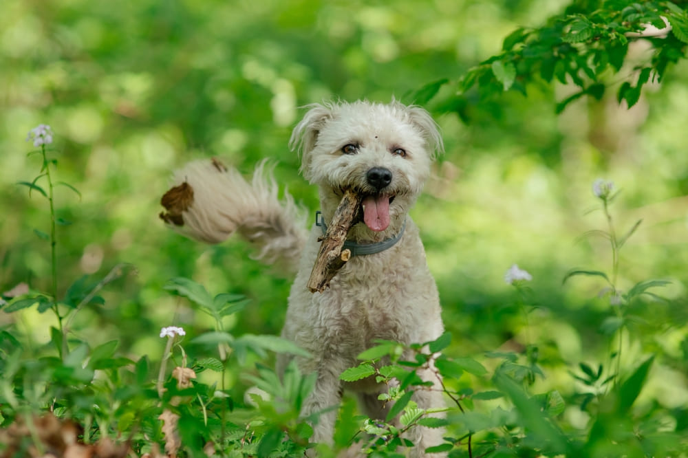 Характер пуми отличается энергичностью