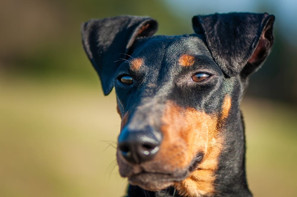 Манчестер-терьер настороженно относятся к чужим