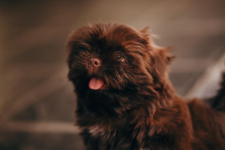 ТОП бородатых пород собак: аффенпинчер