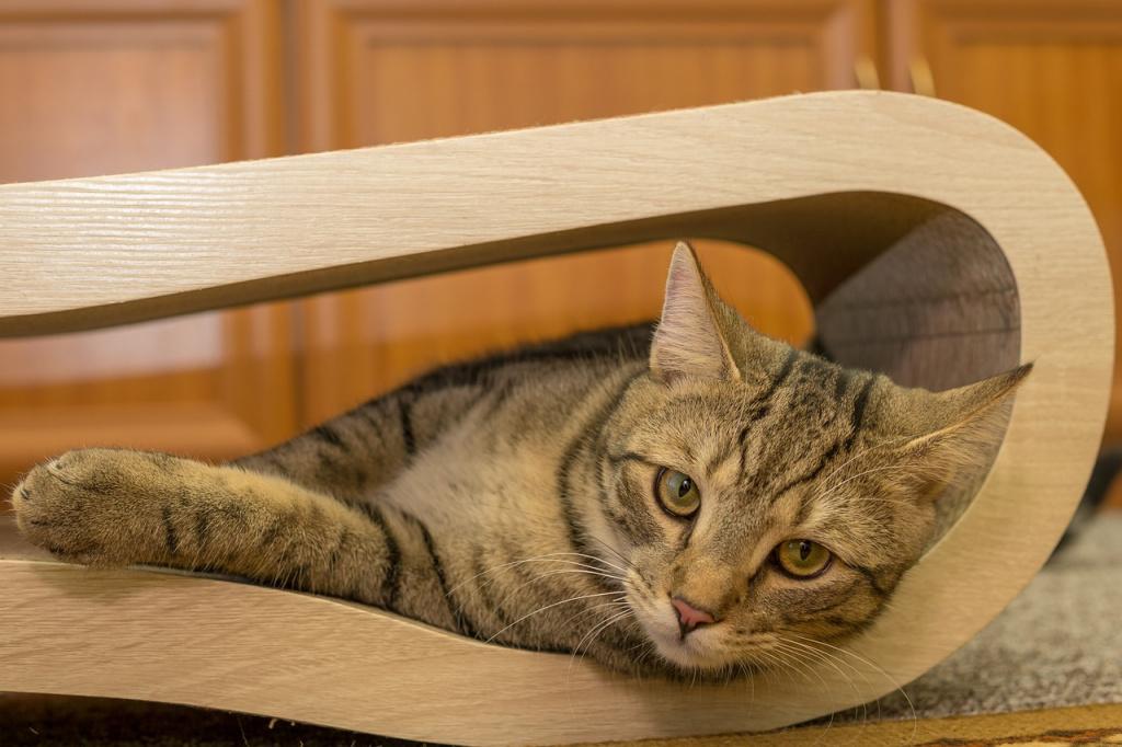 Арсенал игрушек, специальная мебель для игривых пород кошек