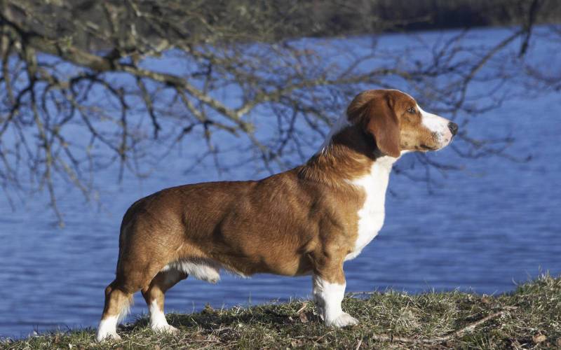 Темперамент древера