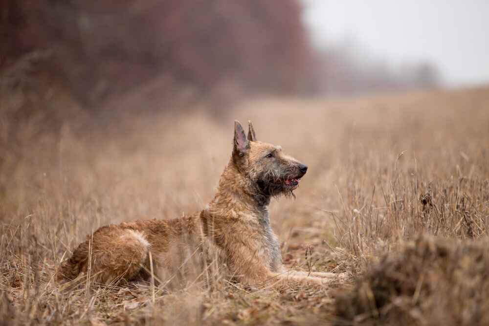 Сколько нужно на содержание лакенуа?