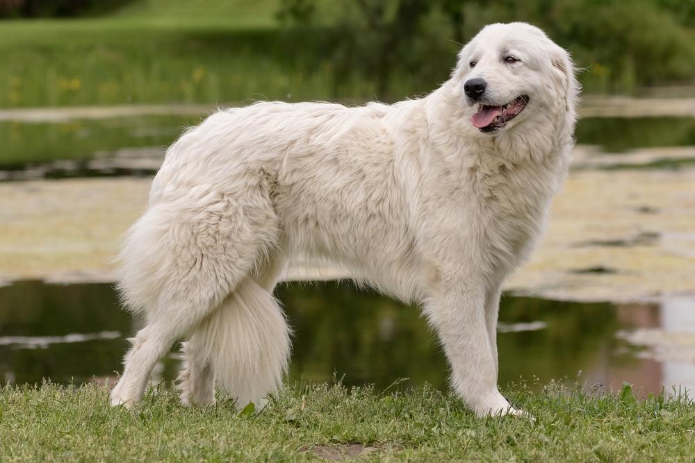 Абруццкая овчарка - собака, напоминающая белого медведя