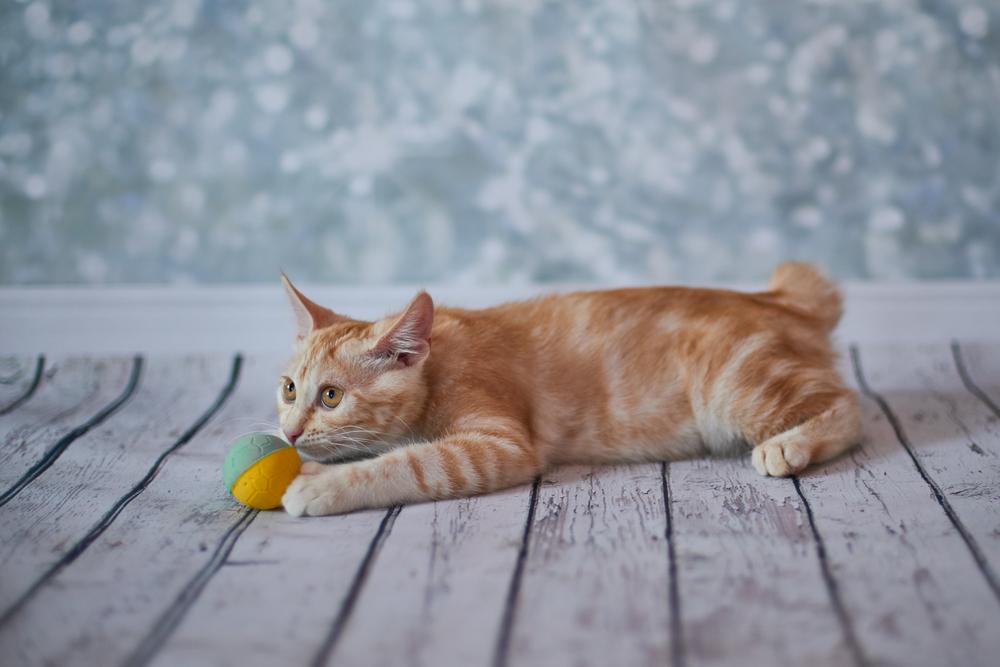 Характер американского бобтейла