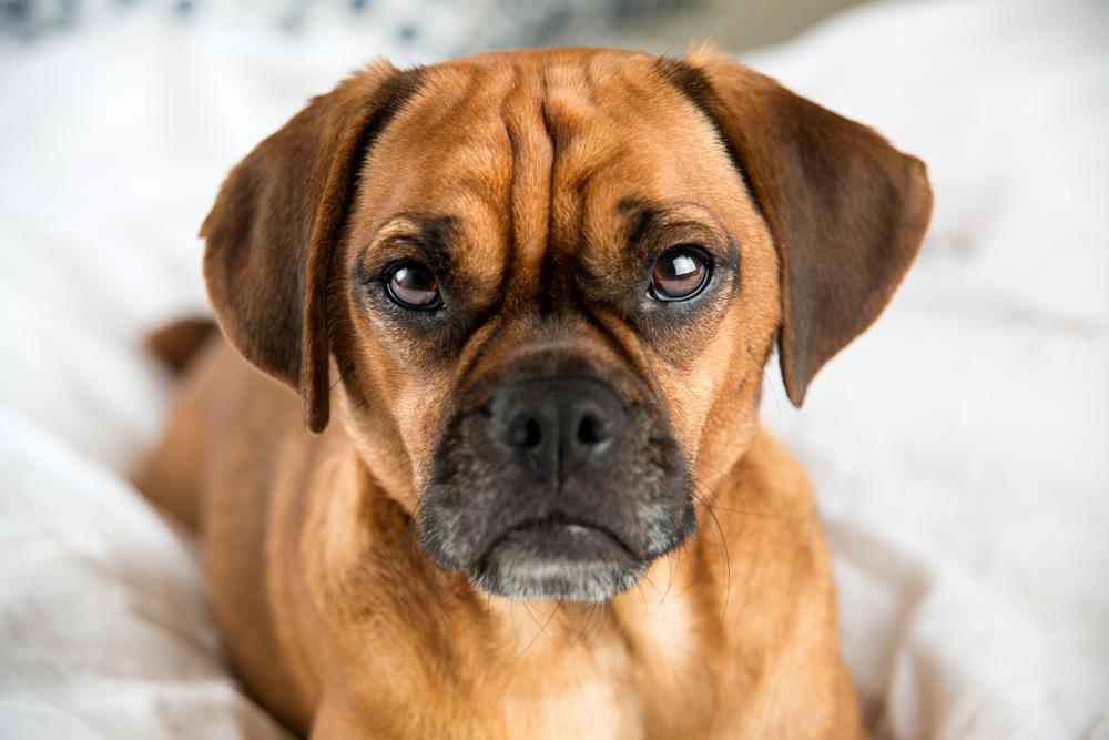 как ведет себя пагль 