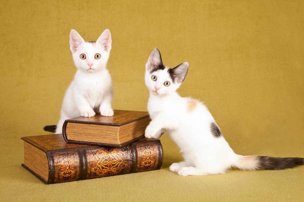 Особенности коротколапых пород кошек