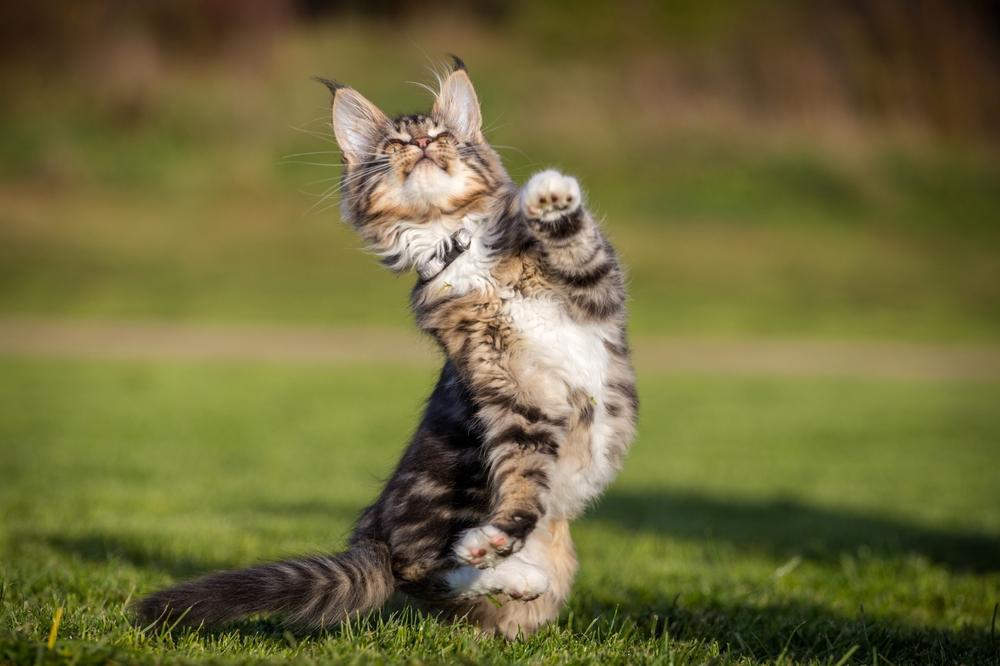 Как успокоить слишком активного котенка Как успокоить слишком активного котенка