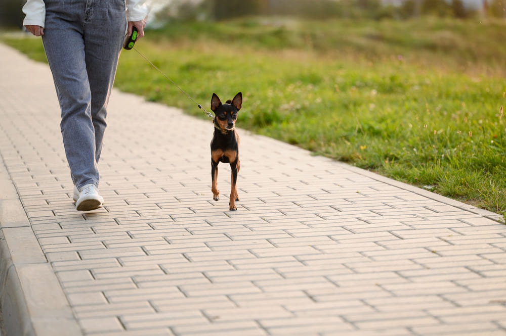 Русский той на прогулке с хозяйкой