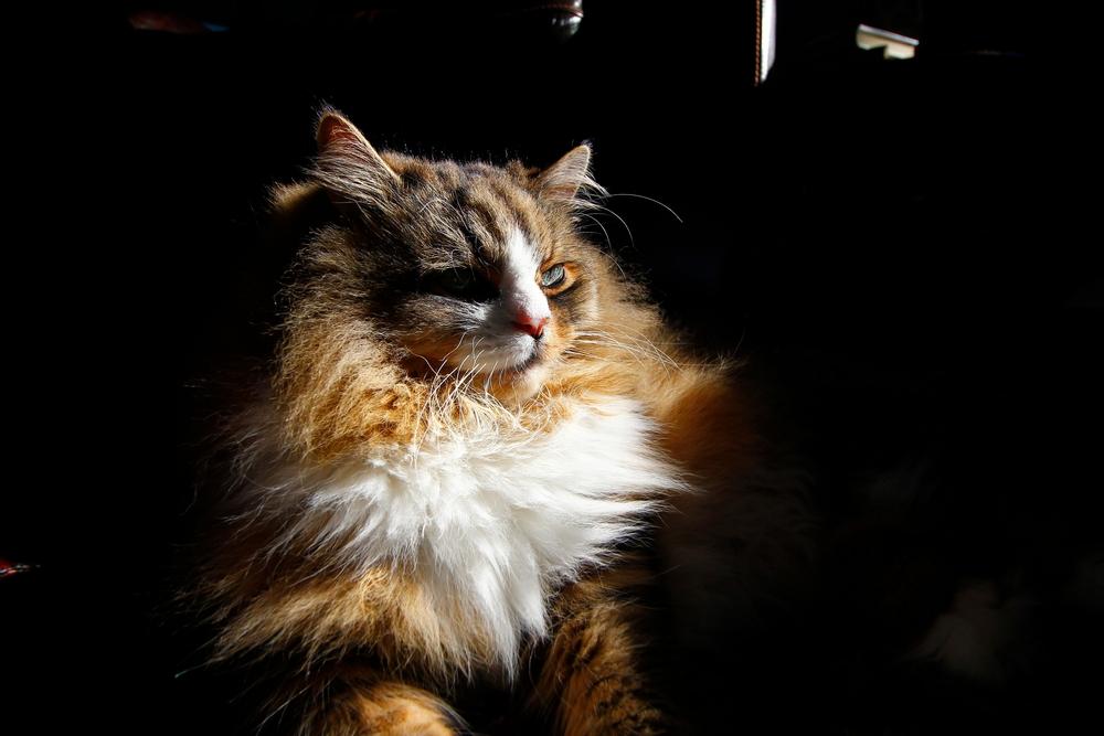 Самые добрые породы кошек для семей с детьми: рагамаффин