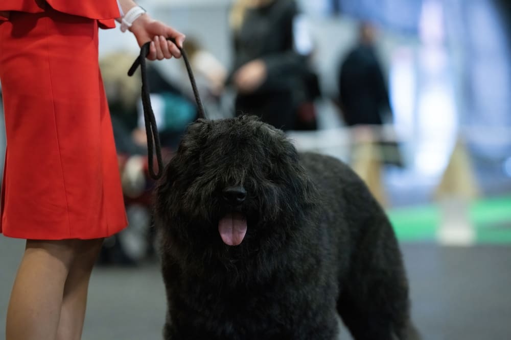 Венгерская овчарка пули имеет предрасположенность к некоторым болезням