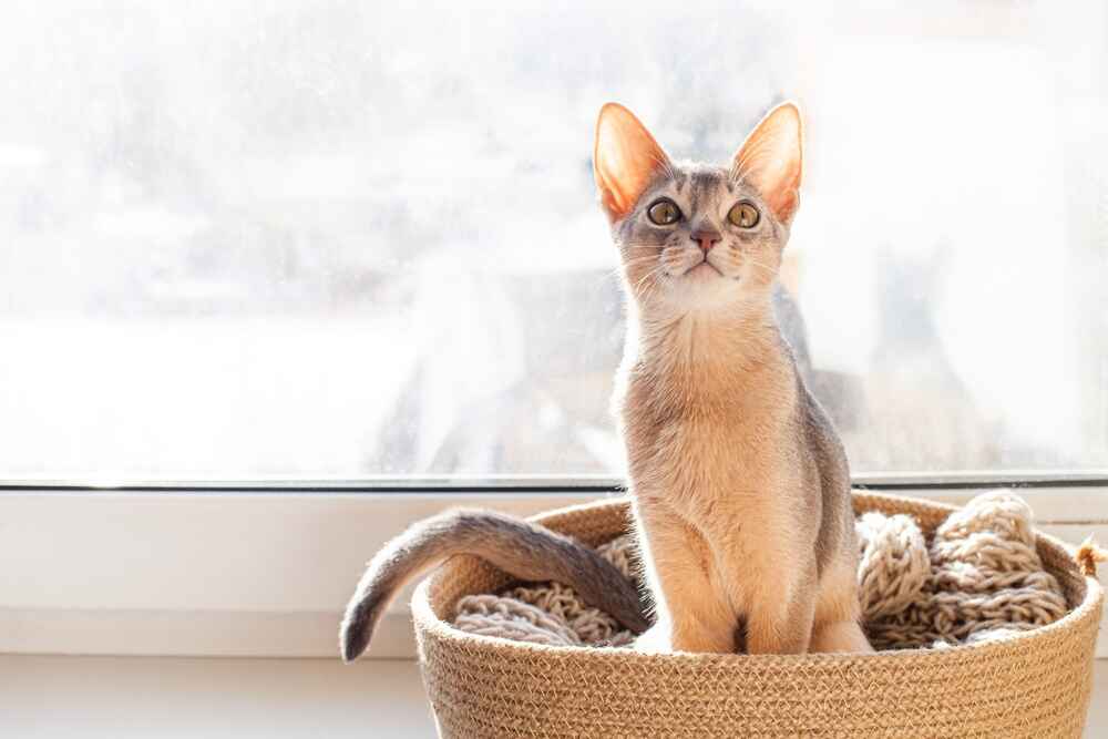 Болезнь абиссинской кошки может быть неизлечимой