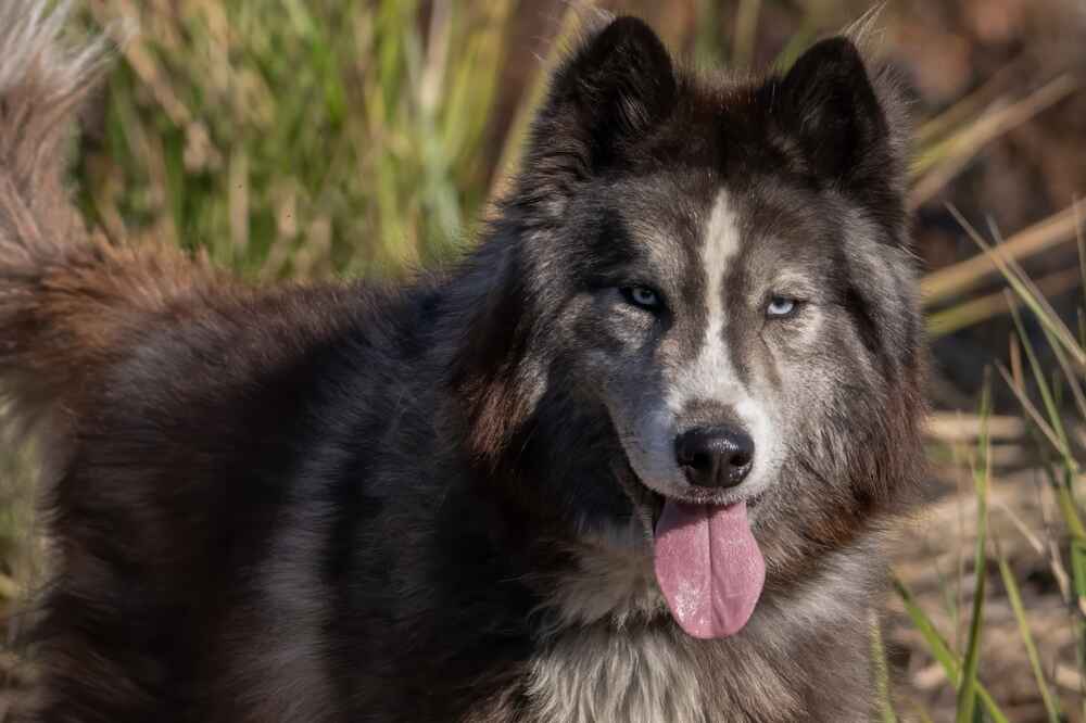 Гигиена влияет на то, сколько живут аляскинские маламуты