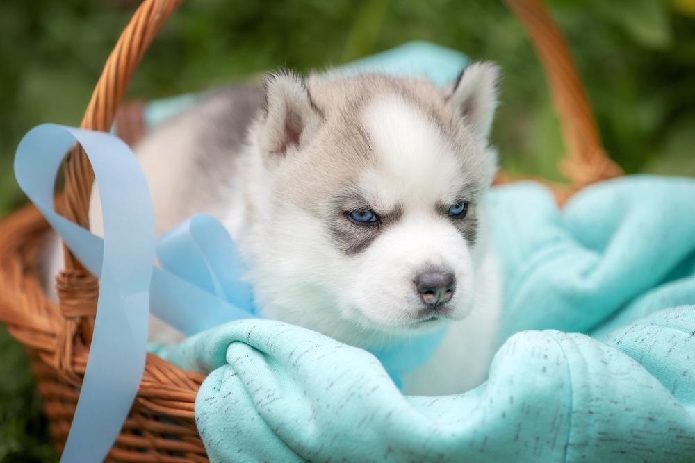 Какой характер у белого хаски?