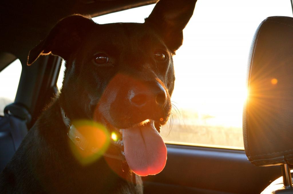 Существует ли лечение от укачивания собак в машине?