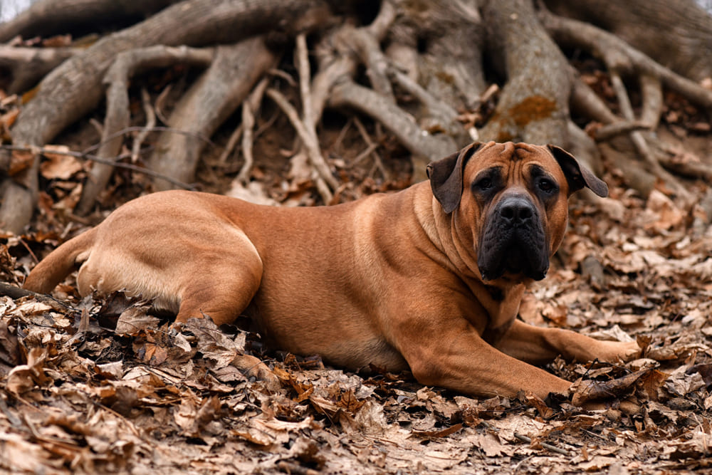 Бурбуль хорошо относится к сородичам