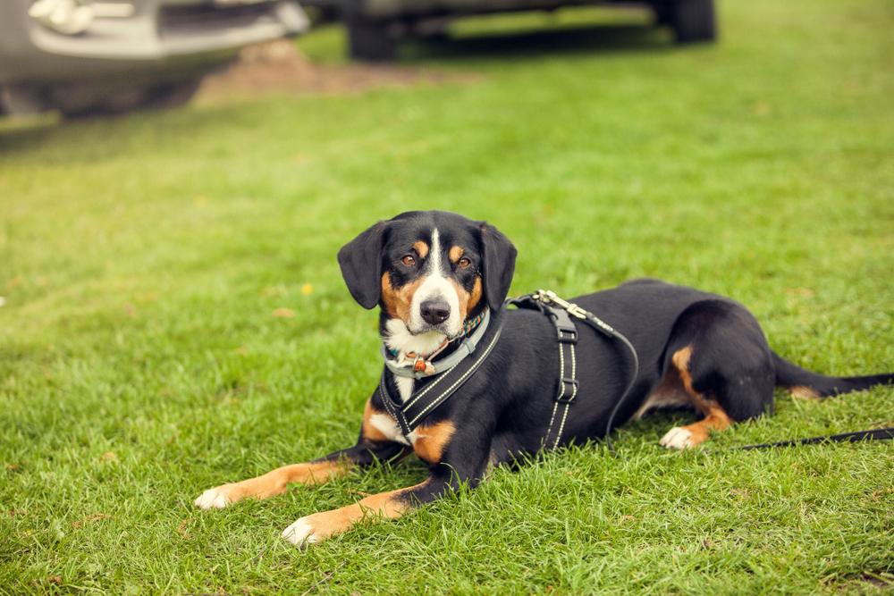 Воспитание и дрессировка энтлебухер зенненхунда