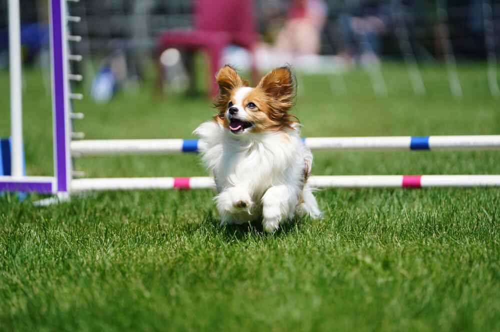 Это порода собак папильон