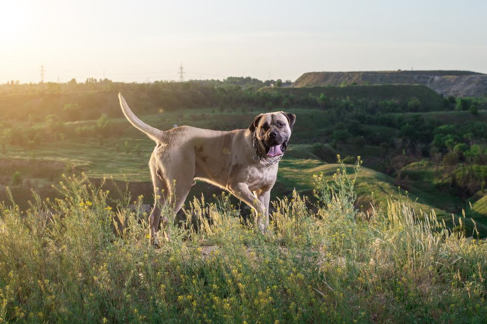 крупные английские породы собак: английский мастиф.jpg крупные английские породы собак: английский мастиф.jpg