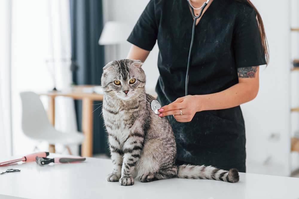 Причины сепсиса у кошек Причины сепсиса у кошек