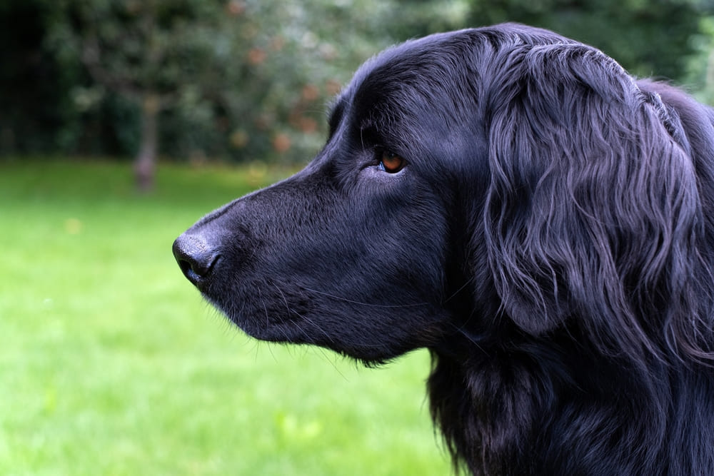 Черный ховаварт