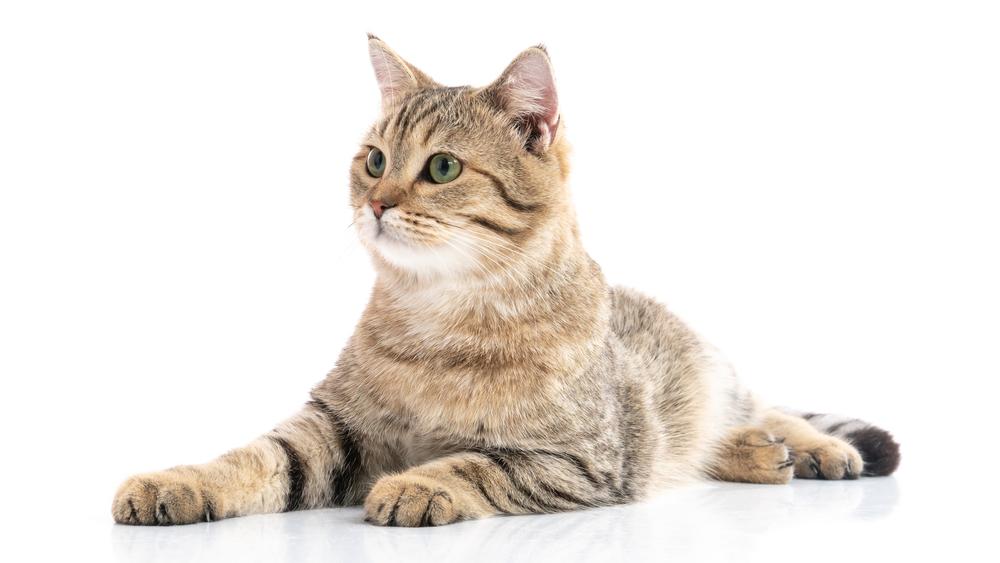 Каких кошек можно отнести к карликовым породам