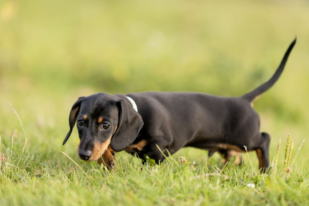 То, сколько прожила такса, можно сравнить с человеческим возрастом