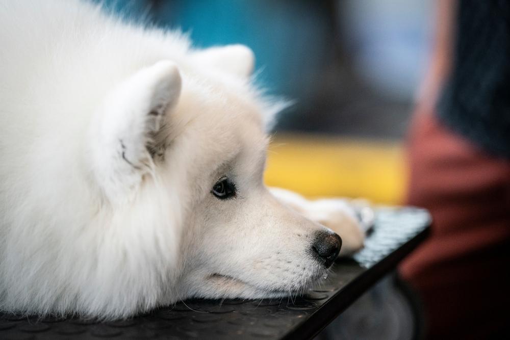 Породу самоед называют очень популярной в сети