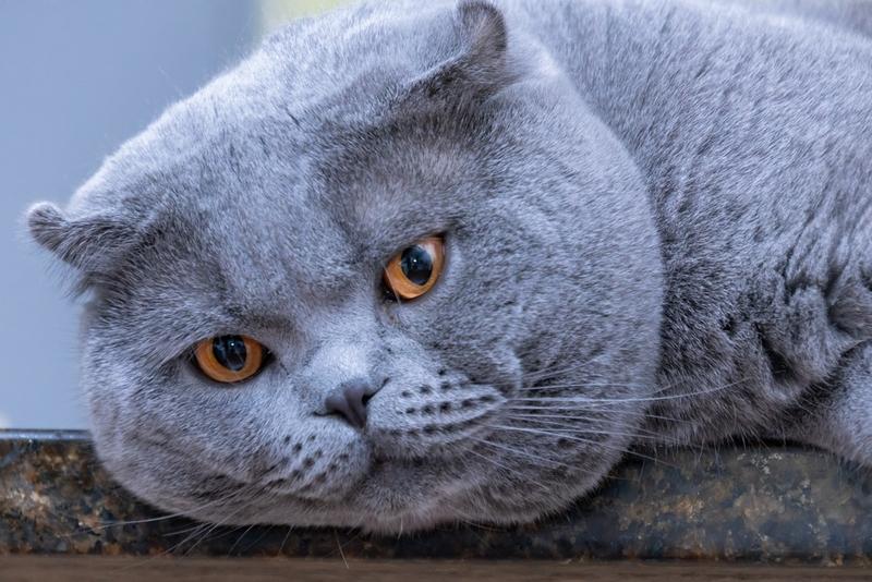 Как подбирать имя для шотландского кота?