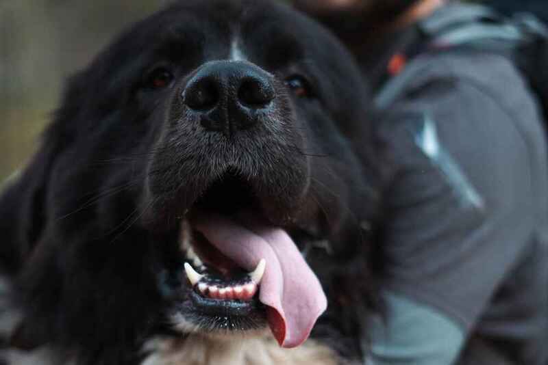 Как кормят ньюфаундлендов?