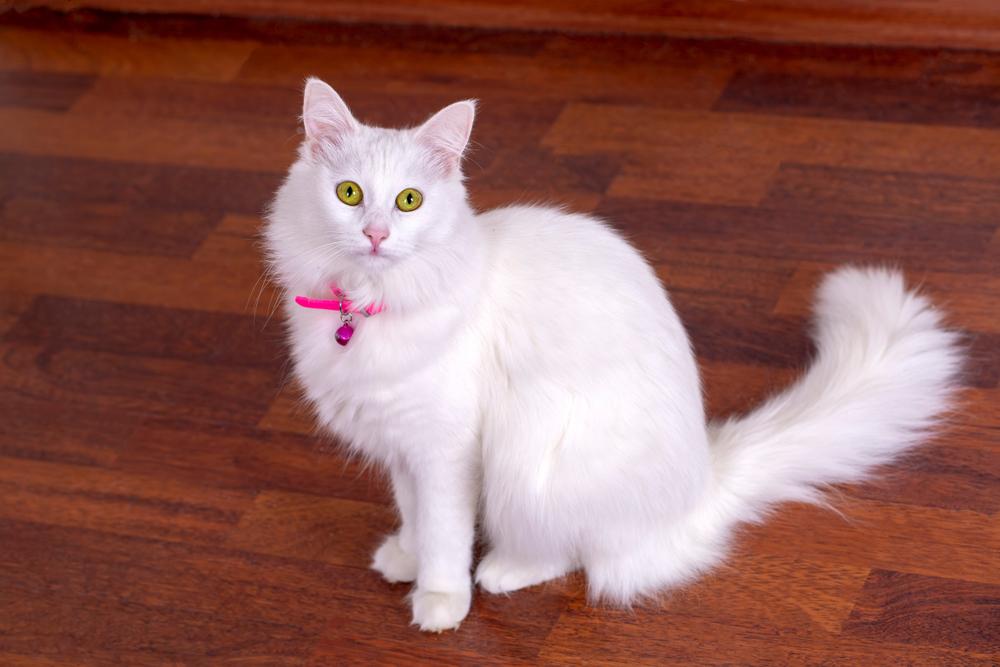 Самые ушастые кошки: турецкая ангора