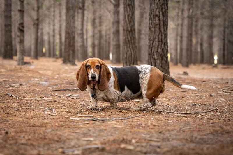 Проверять, сколько весит бассет-хаунд, рекомендуется регулярно