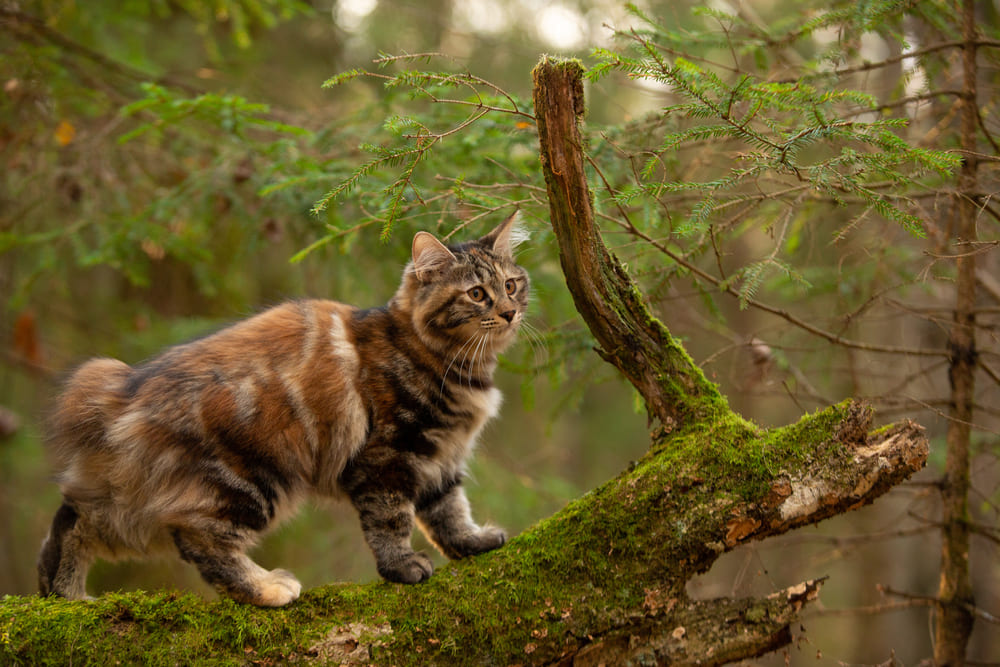 Уход влияет на то, сколько проживет курильский бобтейл