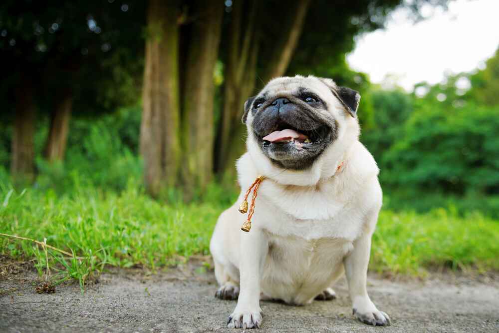 Мопс доволен