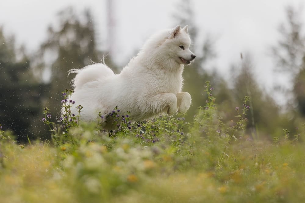 Самоед не считается конфликтной собакой