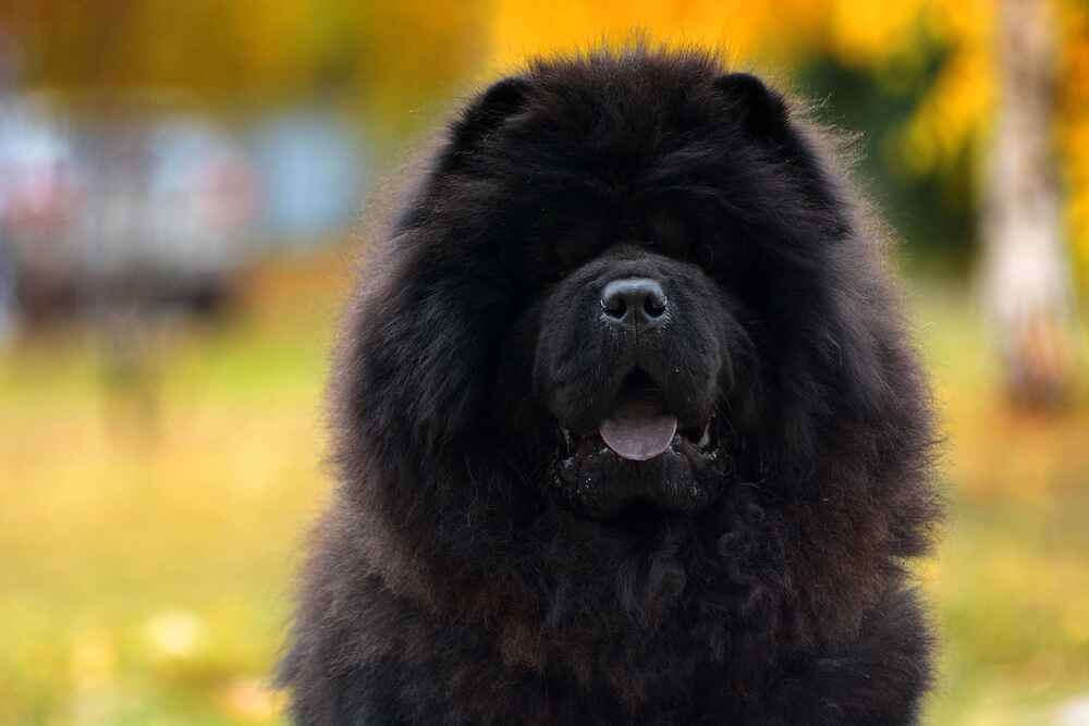 Чау-чау нуждается в уходе