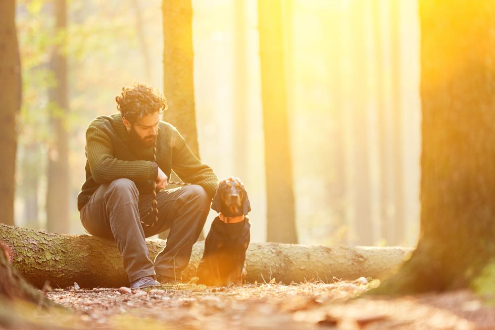 Характер австрийской гончей