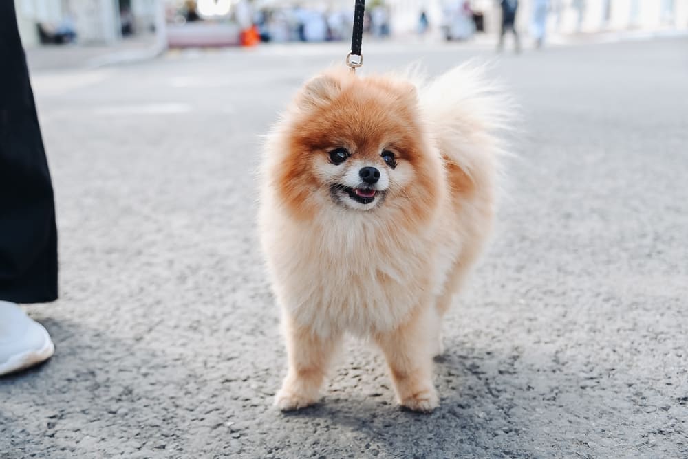 Шпица перед вязкой нужно обследовать в клинике
