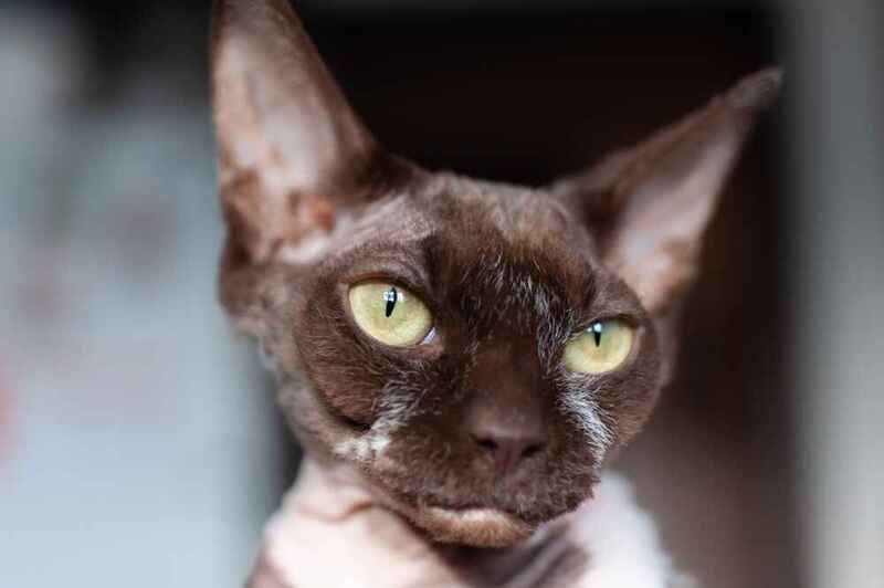 Вес канадского сфинкса увеличивается по мере взросления