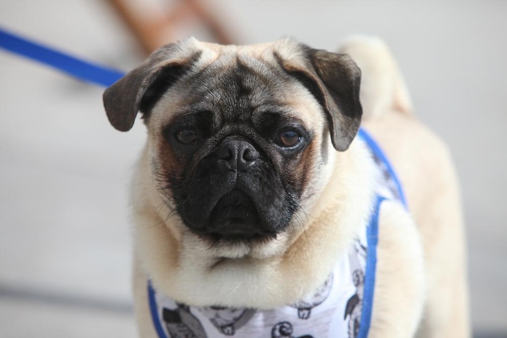 Правда ли, что мопсы злые?