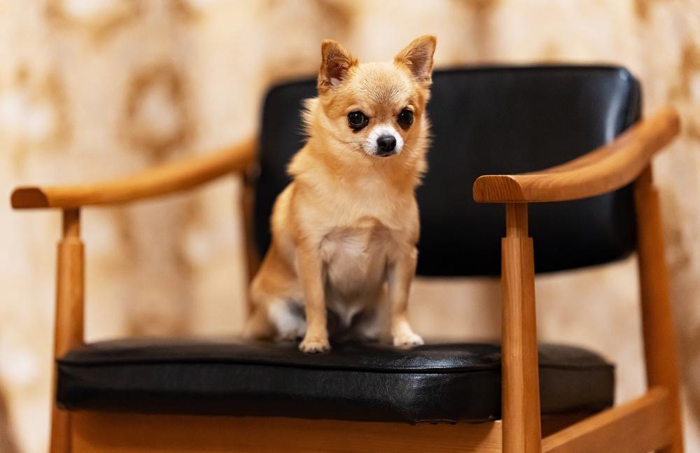 Почему чихуахуа могут быть злыми?