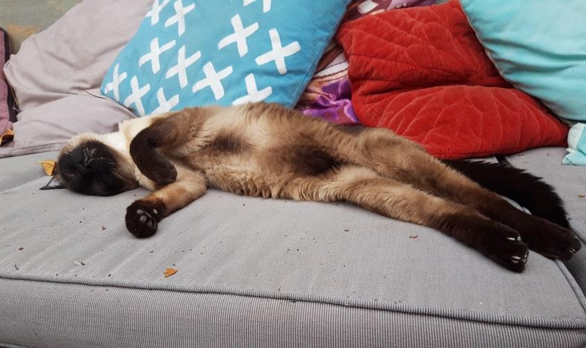 Происхождение сиамской кошки