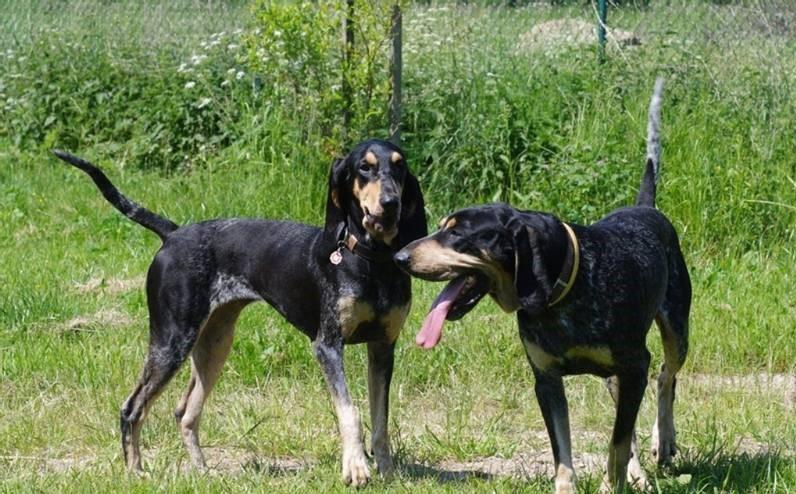 редкие французские породы: голубая гасконская гончая.jpg редкие французские породы: голубая гасконская гончая.jpg