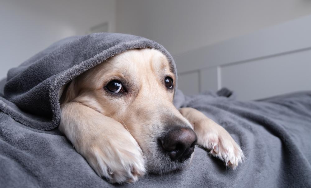 Забота о здоровье лабрадора Забота о здоровье лабрадора