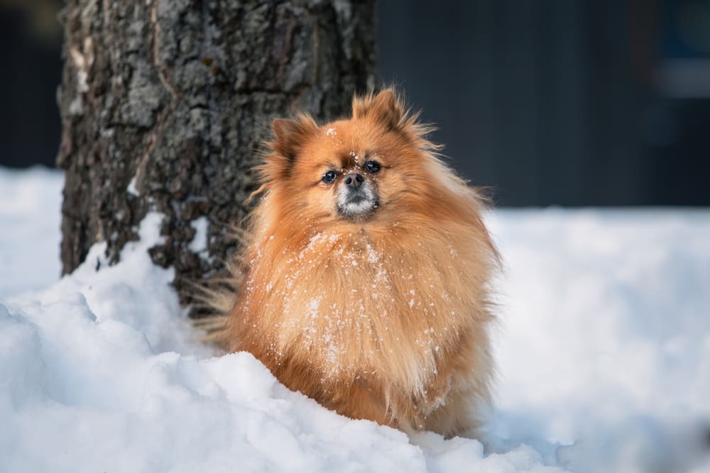 Течка у шпица проходит в несколько этапов