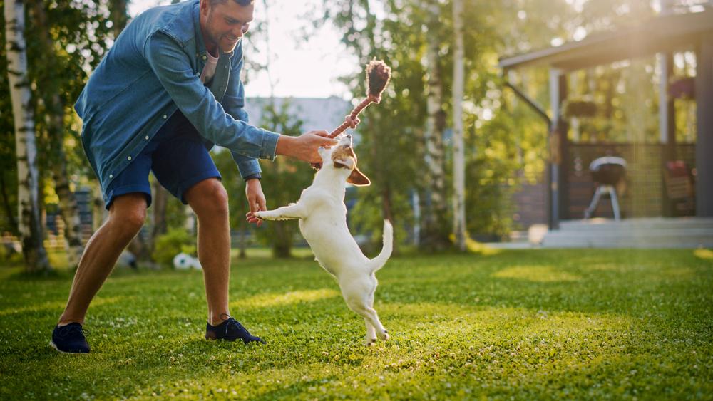 Приучение собаки к людным местам Приучение собаки к людным местам