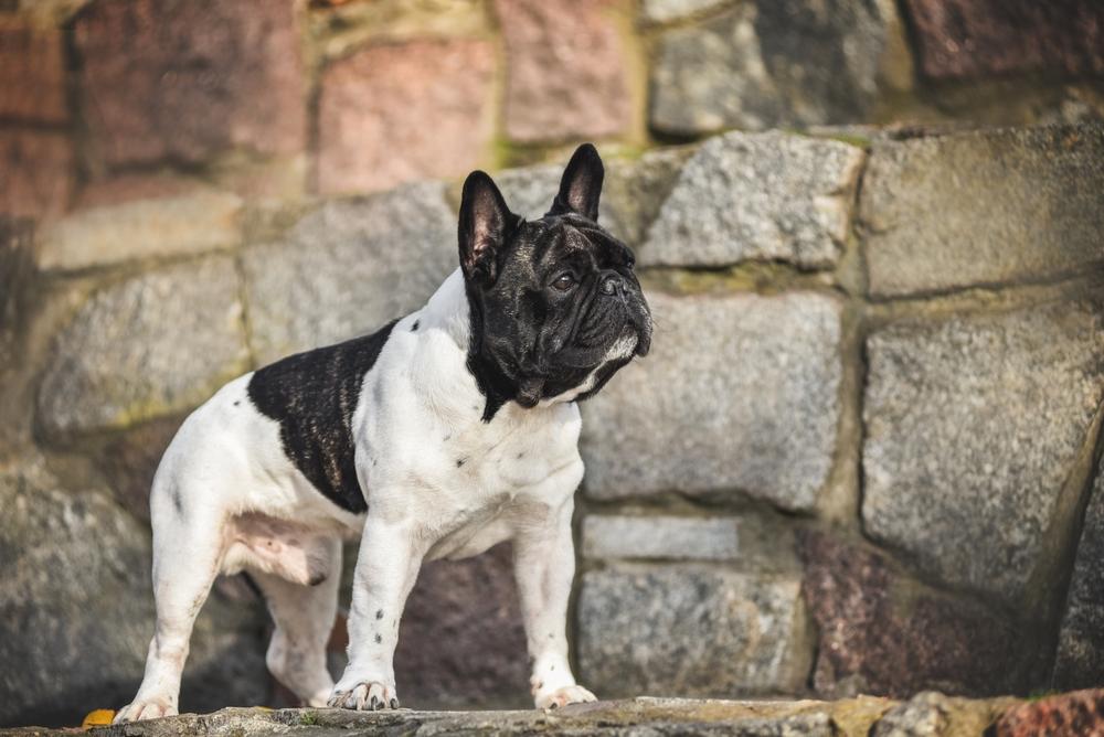 Окрасы французских бульдогов, признанные FCI: пятнистый Окрасы французских бульдогов, признанные FCI: пятнистый