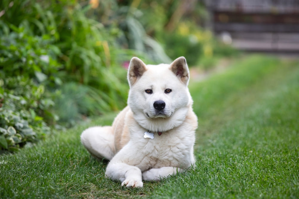 Вязка акита-ину проходит в несколько стадий