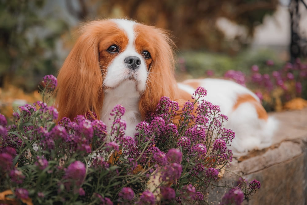 У кавалер-кинг-чарльз-спаниелей встречаются болезни глаз