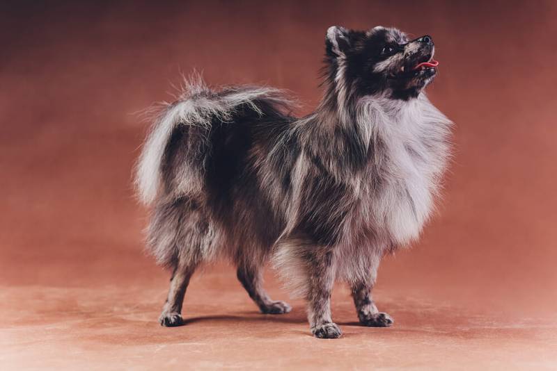 Маленькие серые собаки: померанский шпиц Маленькие серые собаки: померанский шпиц